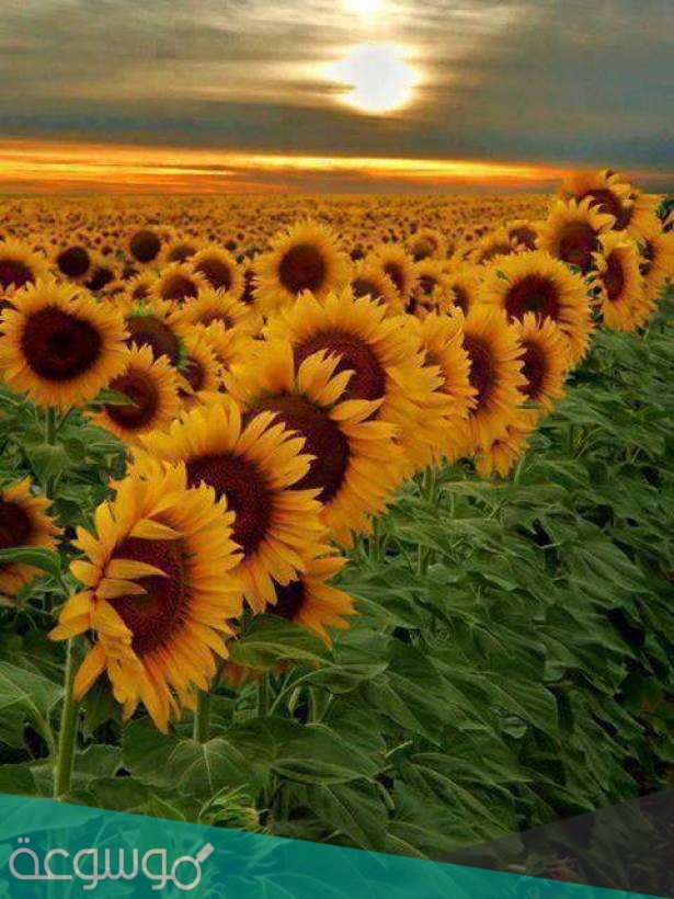 لماذا سميت زهرة عباد الشمس بهذا الاسم