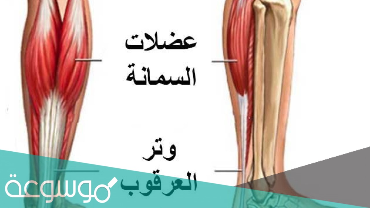 ما هو وتر اكيلس واين يوجد
