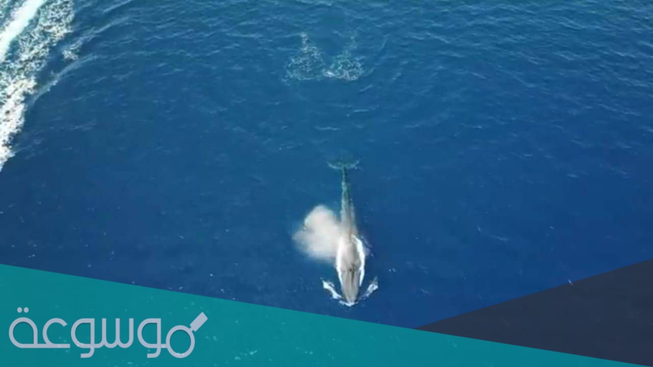 ما هي ثالث اكبر الحيتان حجما