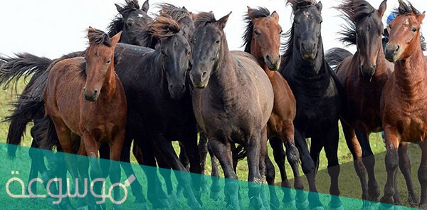 ماذا يطلق على مجموعه الخيل