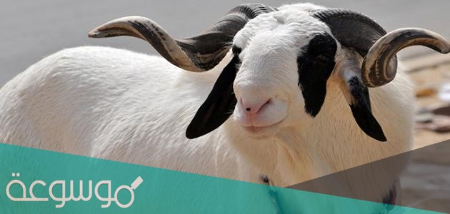 ماهو معنى الجذع من الضَّأْنِ