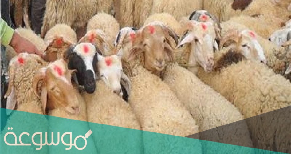 سعر الهدي في بنك الراجحي 2021 وطريقة الدفع إلكترونيًا