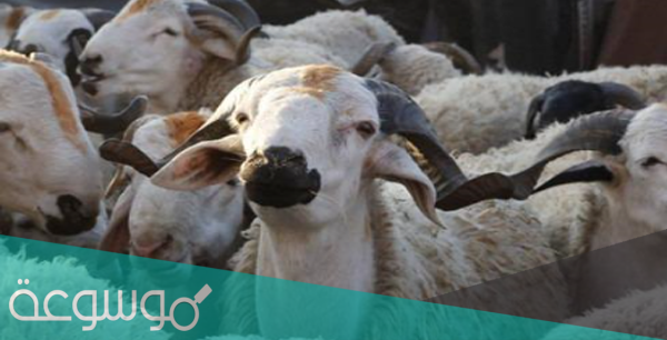 هل يجوز أن أضحي عن والدي المتوفي