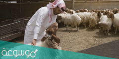 هل يجوز ان يشترك شخصان في أضحية من الغنم