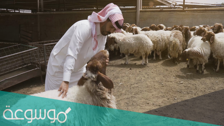 هل يجوز ان يشترك شخصان في أضحية من الغنم