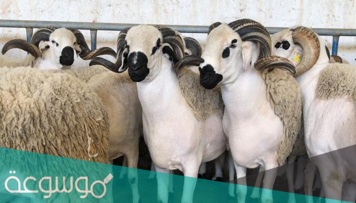 هل يجوز ذبح الأضحية في الليل