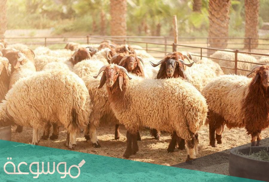 هل يجوز ذبح الأضحية يوم عرفة وأحكام الأضاحي