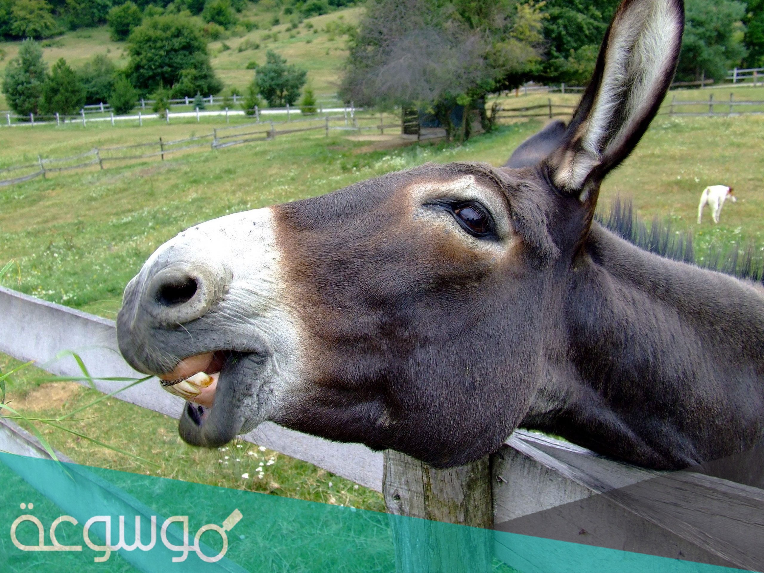 كم سنة يعيش الحمار