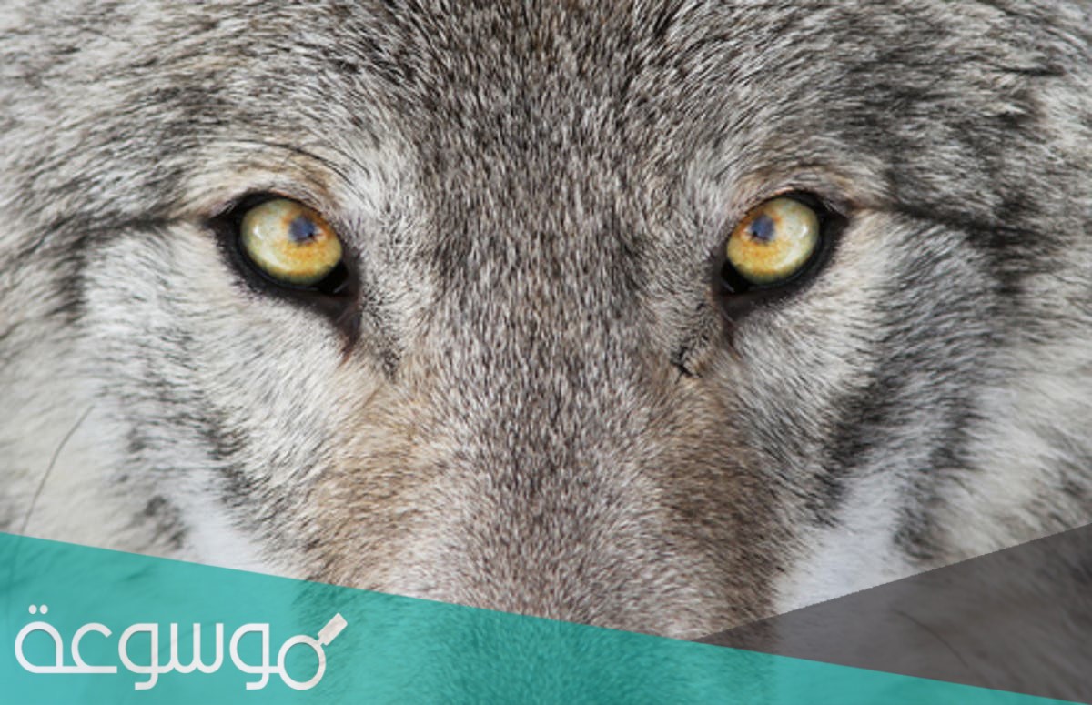 ما هو الحيوان الذي يبر والديه و يراعيهم عند الكبر و لا يتزوج من محارمه و لا يخون زوجته