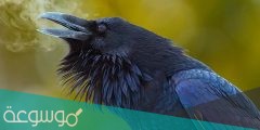 ماذا يطلق على صوت الغراب