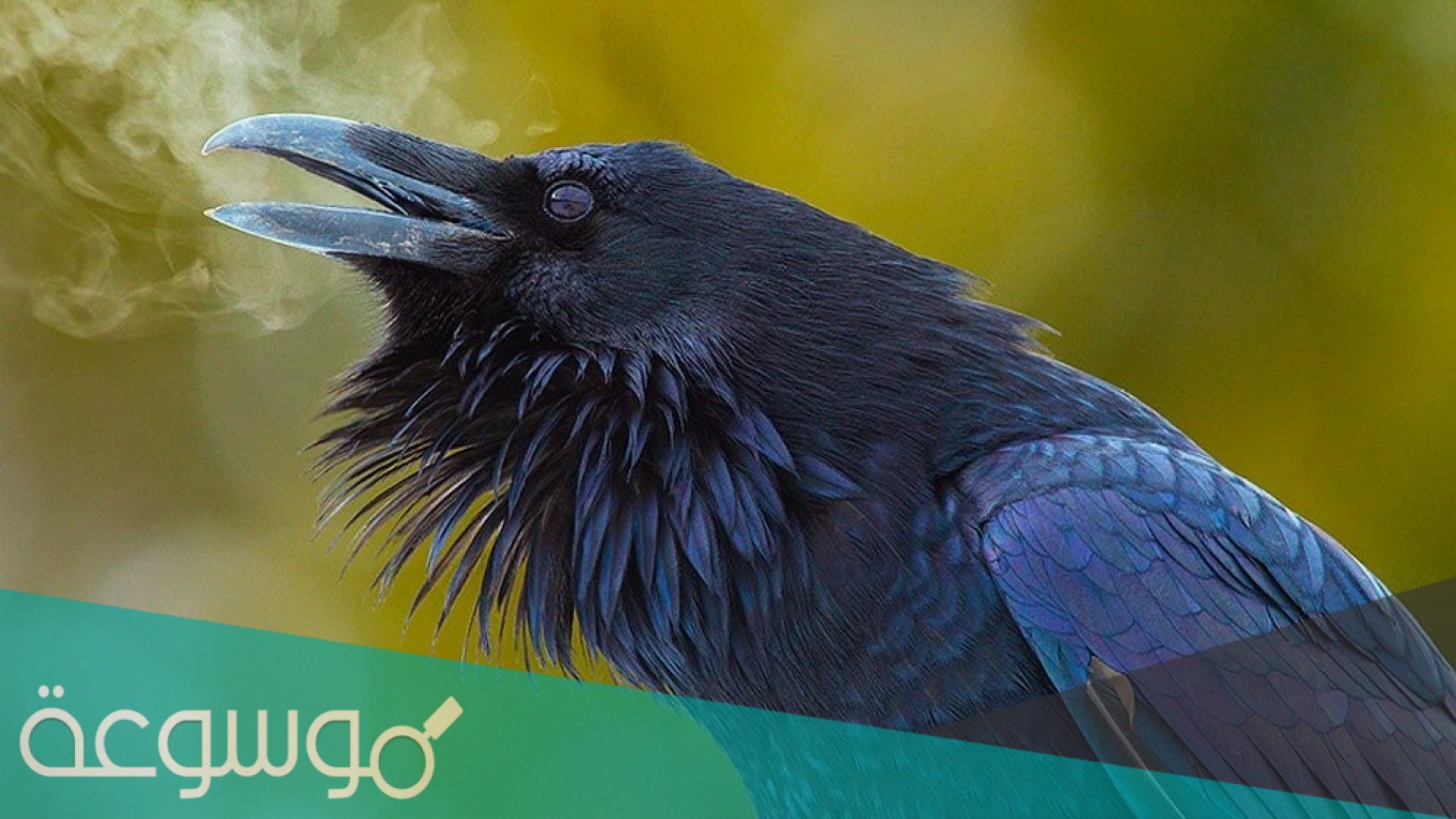 ماذا يطلق على صوت الغراب