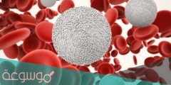 ما هو تحليل lymphocytes مرتفع