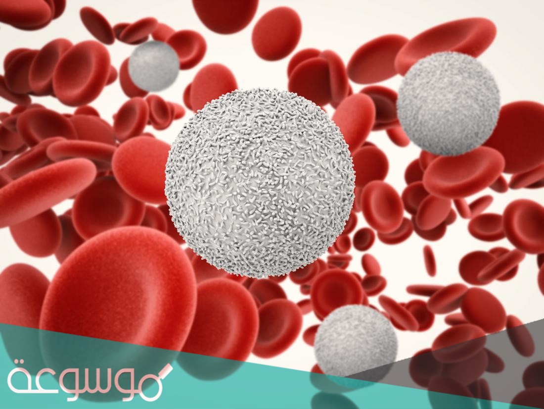 ما هو تحليل lymphocytes مرتفع