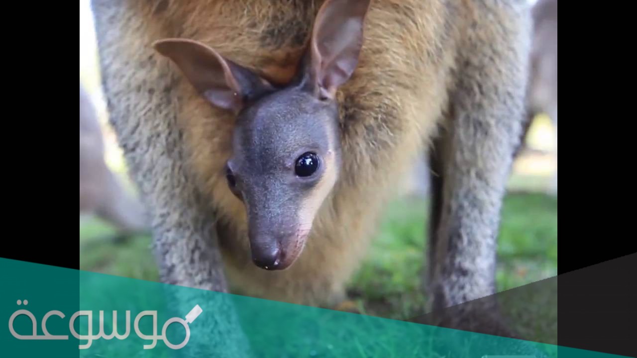 ما هو اسم صغير الكنغر