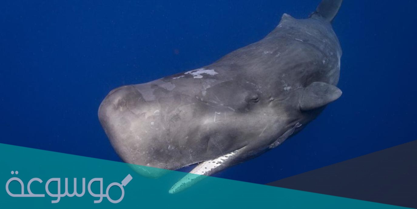 ما هو قيئ الحوت ويكيبيديا