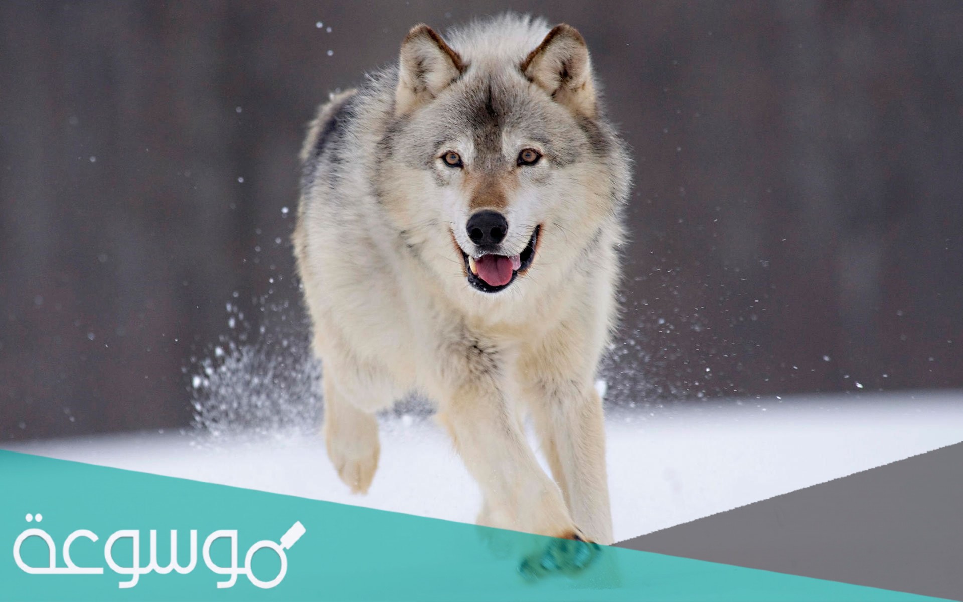 ما هو الحيوان الذي يبر والديه ولا يخون زوجته