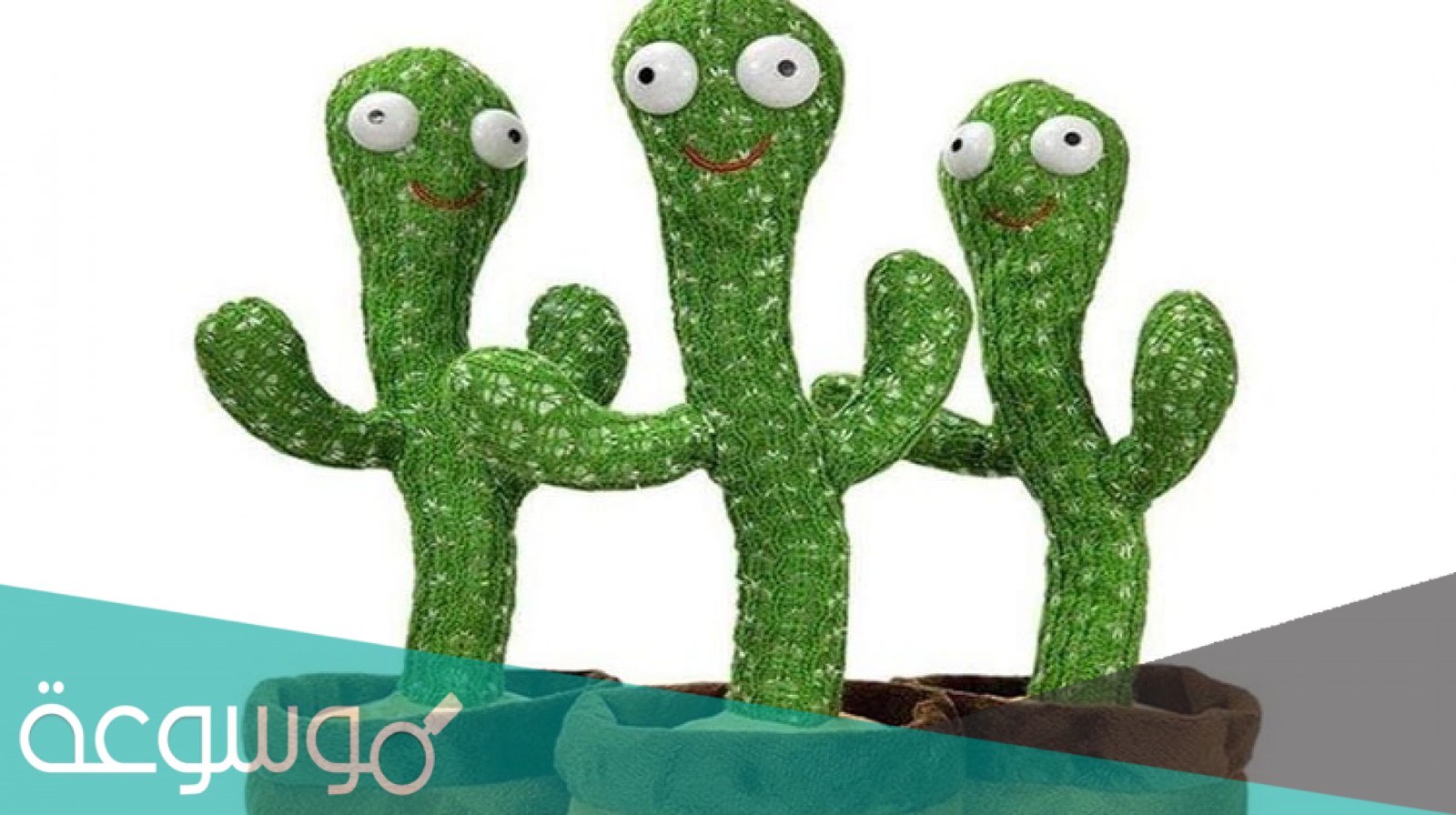 اماكن بيع الصبارة الراقصة في الامارات