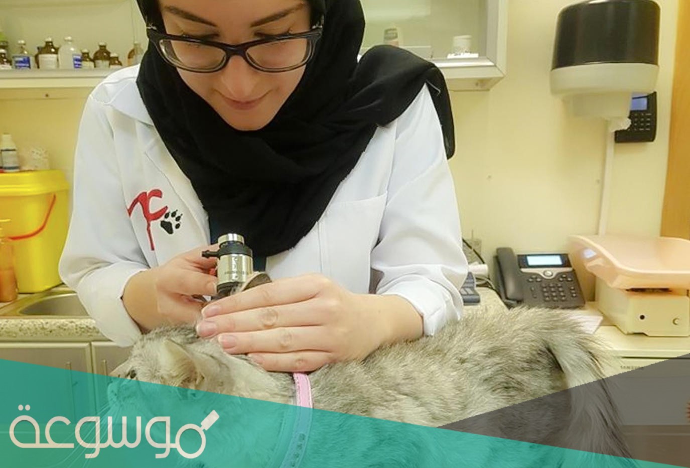 هل الطب البيطري له مستقبل في السعودية