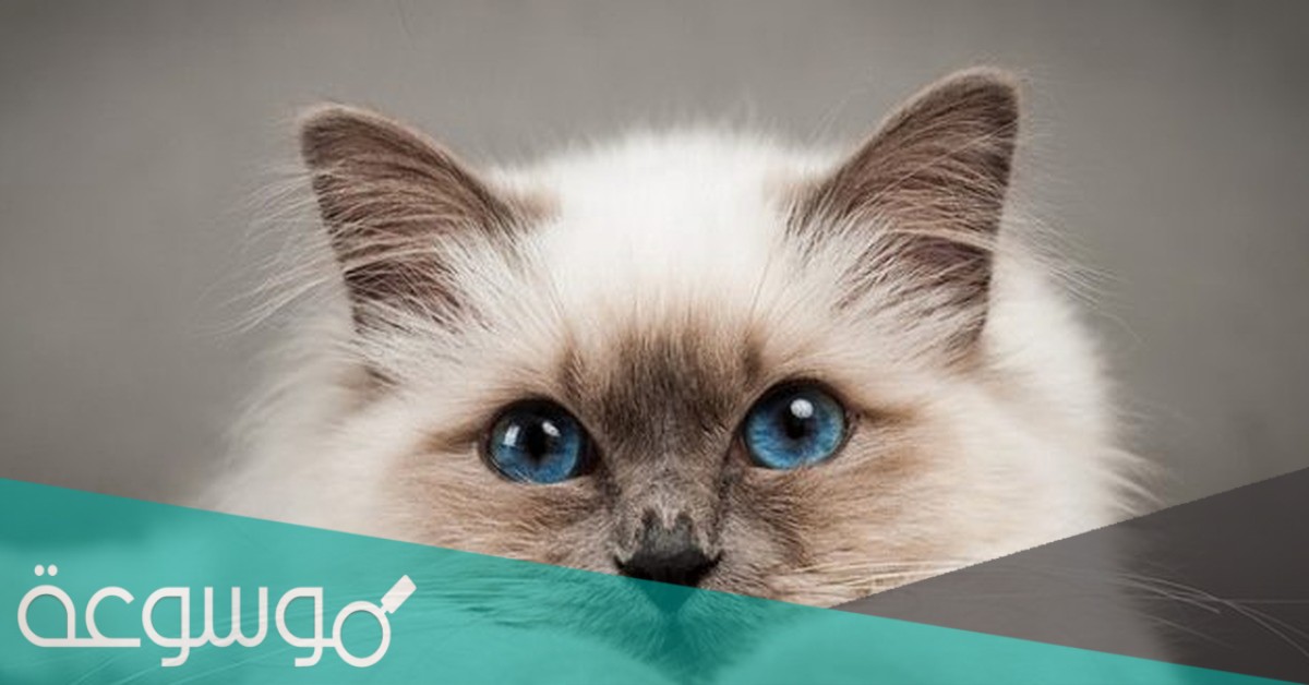 المعدل الطبيعي لنبضات قلب القط في الدقيقه