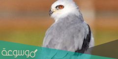 طائر الحدأة لماذا يقتل في الاسلام