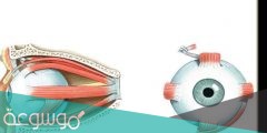 كم عدد العضلات التي تتحكم في اتزان العين