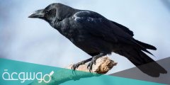 على ماذا يدل صوت الغراب