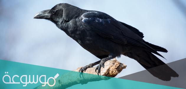 على ماذا يدل صوت الغراب
