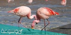 لماذا طائر الفلامنجو يقف على رجل واحده