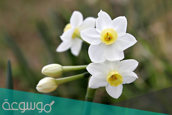 في اي فصل تنمو زهره النرجس