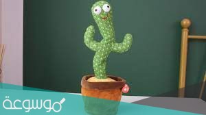 كم سعر الصبارة الراقصة في السعودية