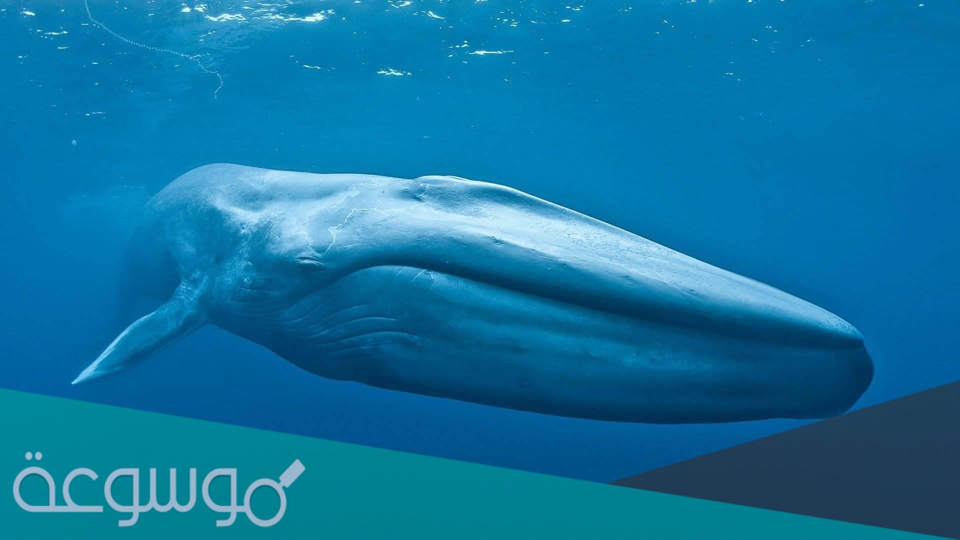 كم عدد ضربات قلب الحوت فى الدقيقة الواحدة