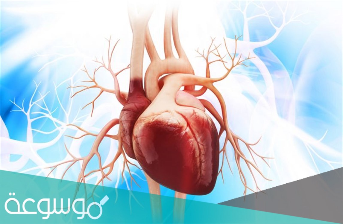 كيف احافظ على العضلات الملساء