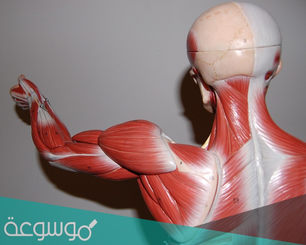 كيف احافظ على العضلات الهيكليه