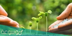 كيف تتكاثر النباتات اللازهرية