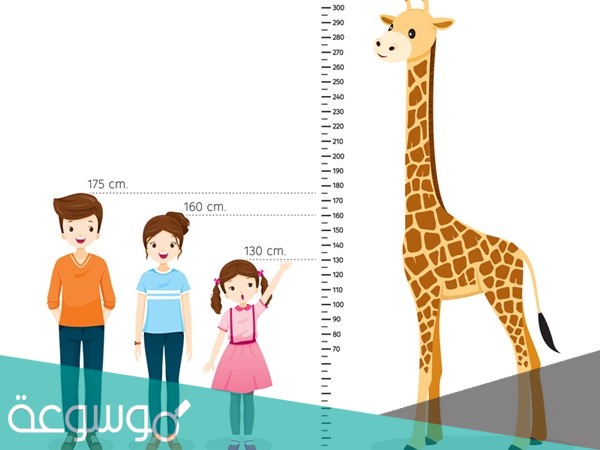 كيف تزيد طولك 12 سم في شهرين