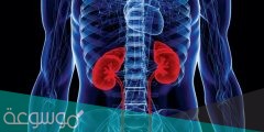 لماذا تعد الكلى من أدوات الأمان في الجسم