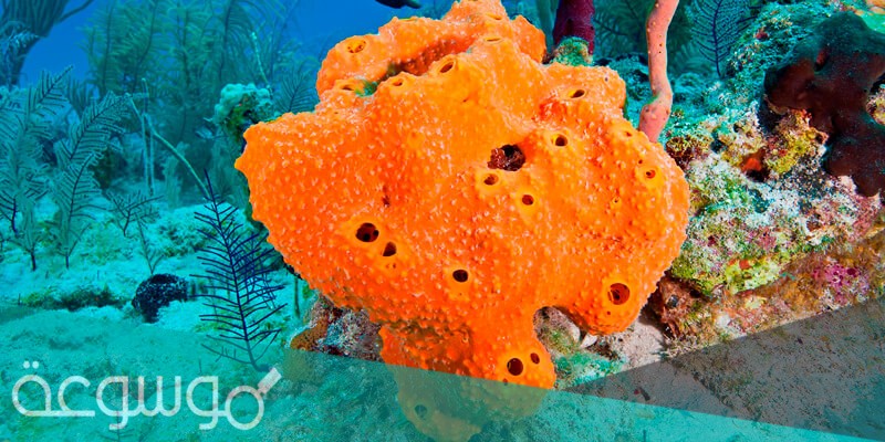 لماذا يعد الاسفنج من الحيوانات