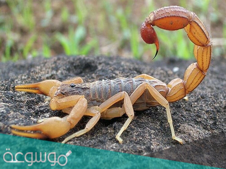 ما الذي يحدث إذا أحيط العقرب بالنار؟