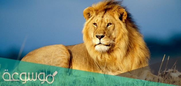 ما هو الحيوان الذي يسمى البهنس