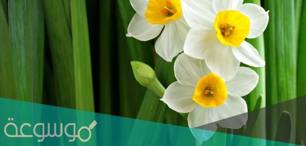 ما هو النبات الذي يقتل اعدائه