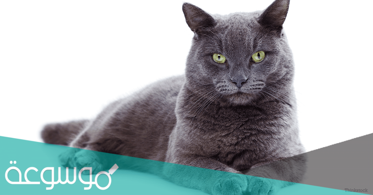 ما هي أندر أنواع القطط