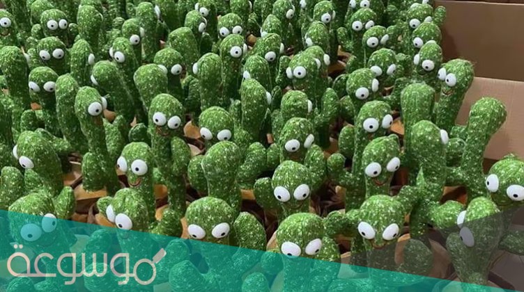 ما هي قصة الصبارة الراقصة وكم سعرها