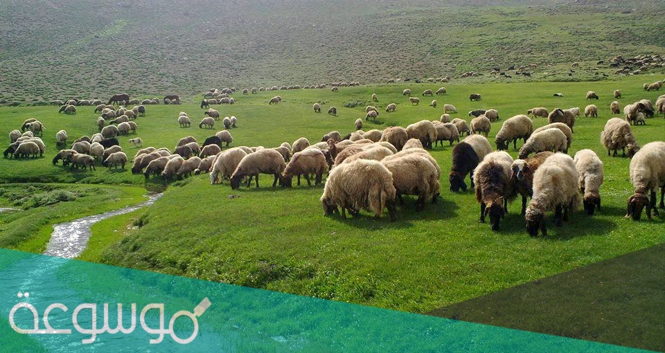 من هم اهل المدر