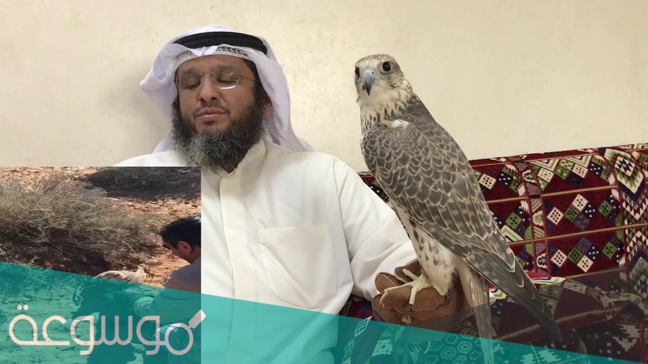 من هو مشعل الحبينى السيرة الذاتيه