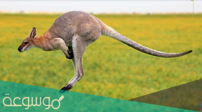 هل يجوز أكل الكنغر عند الشيعة