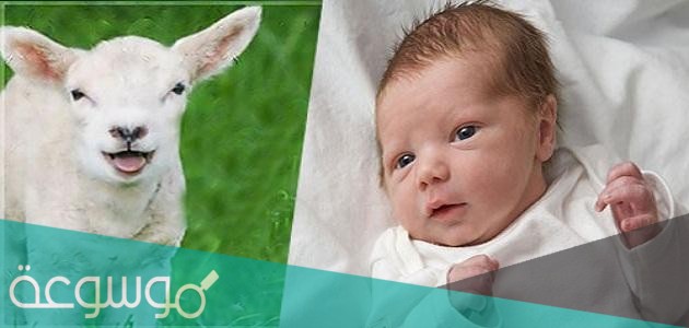 هل يجوز ذبح أنثى الخروف في العقيقة