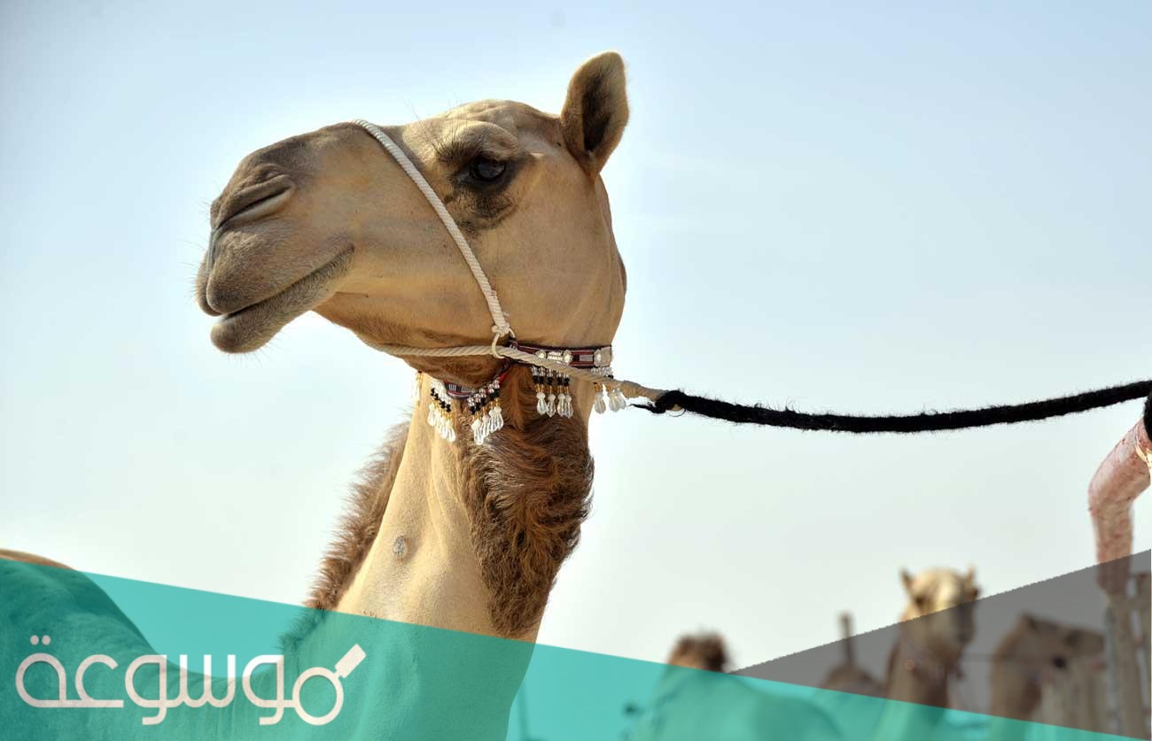 ما هو جمع كلمة ناقة في اللغة العربية