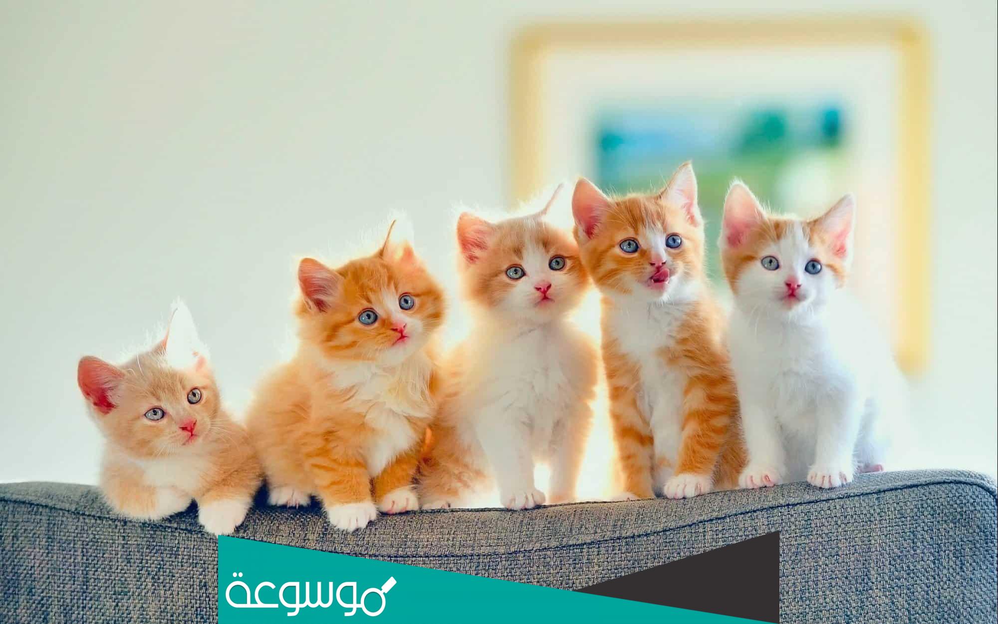 تفسير رؤية القطط في المنام حسب تفسير لابن سيرين وابن شاهين والنابلسي