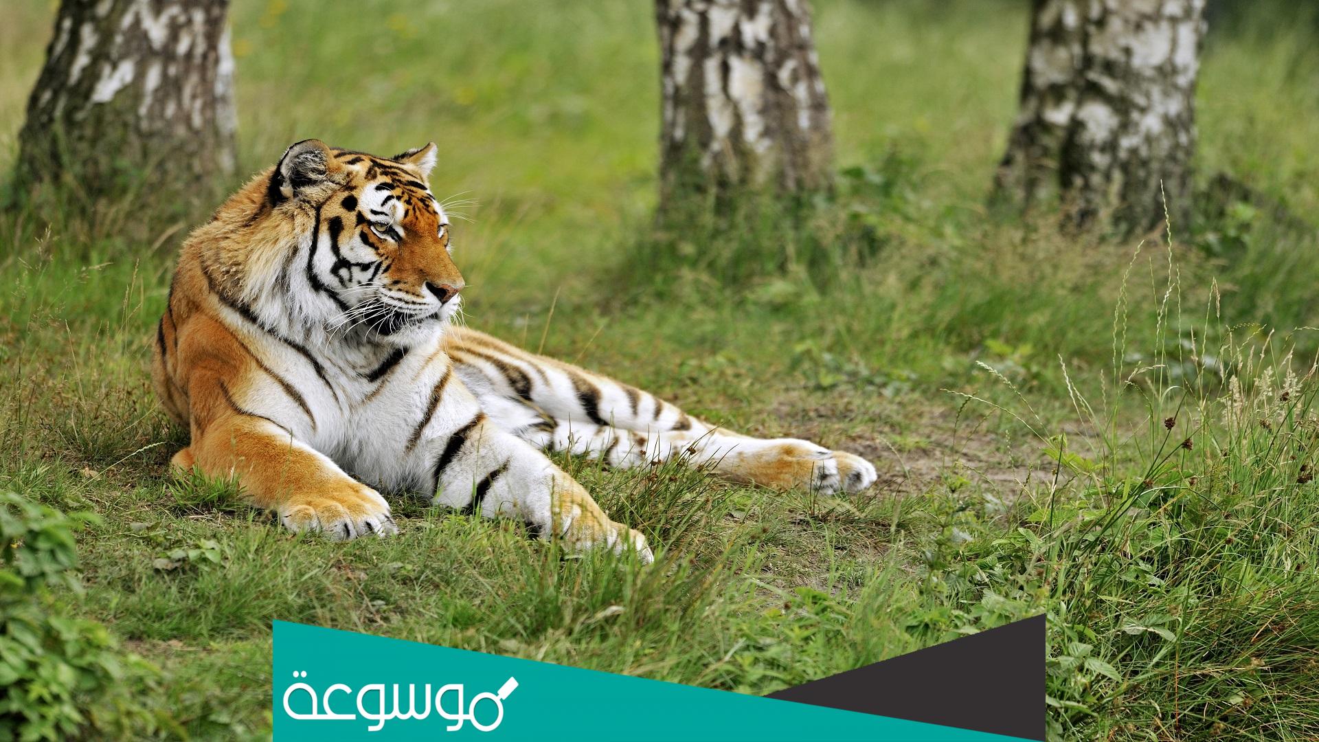 تفسير رؤية النمر في المنام حسب تفسير ابن سيرين وابن شاهين