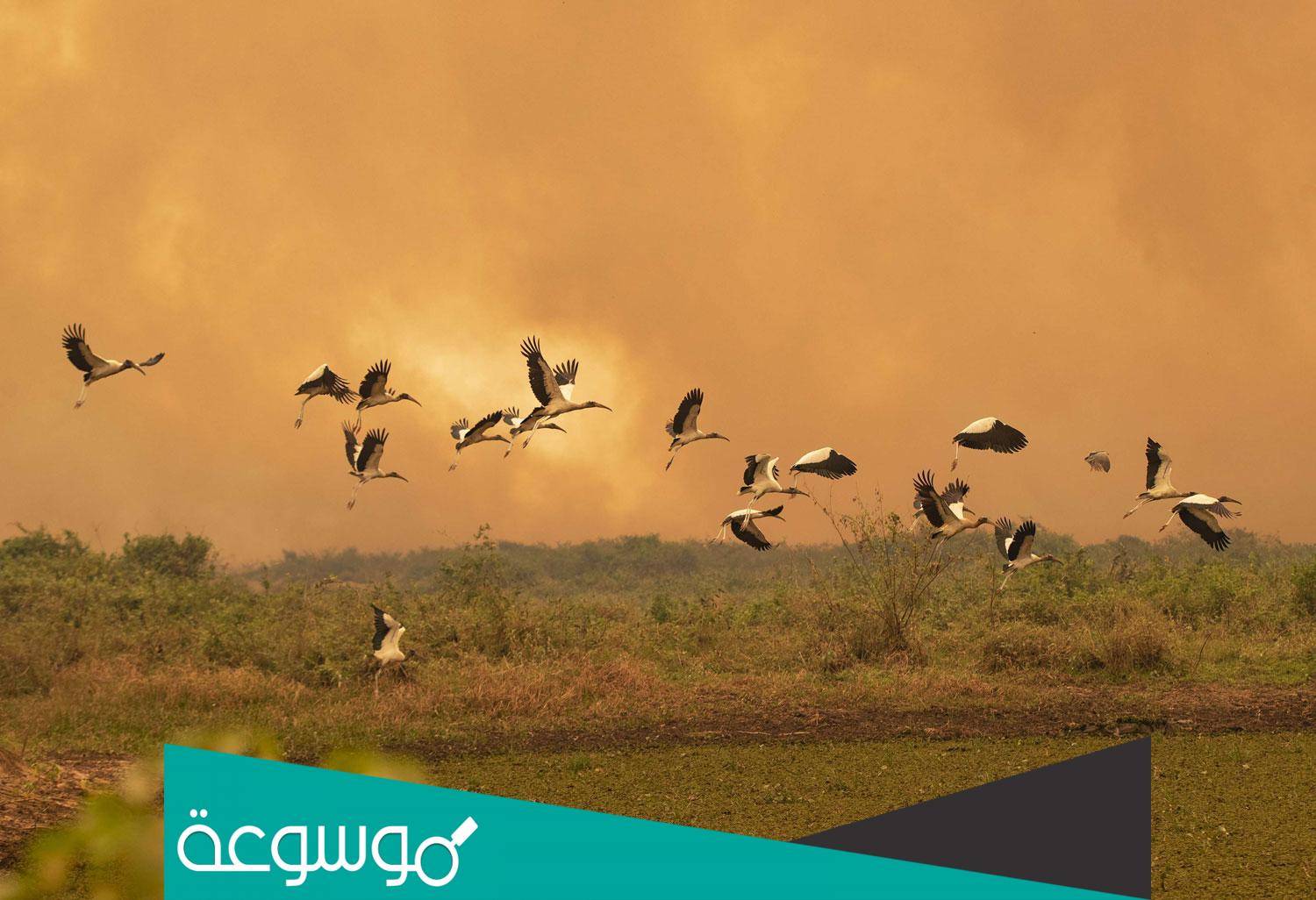 تفسير حلم رؤية الطير في المنام حسب تفسير ابن شاهين والنابلسي